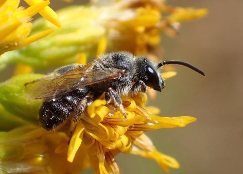 Réf. 237 853 : Lasioglossum sp.